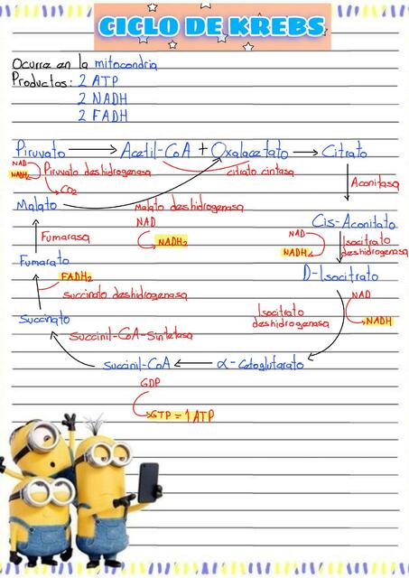 Ciclo de Krebs