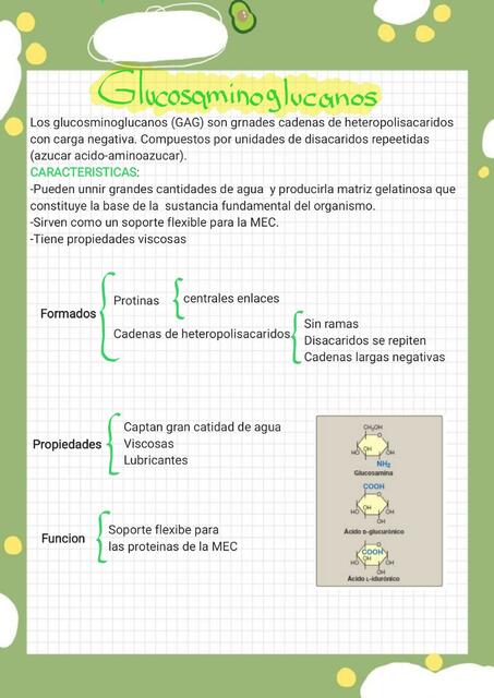 Glucosaminoglucanos GAGS