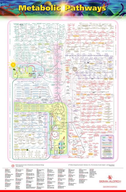 POSTER Metabolic Pathways updated 02 07