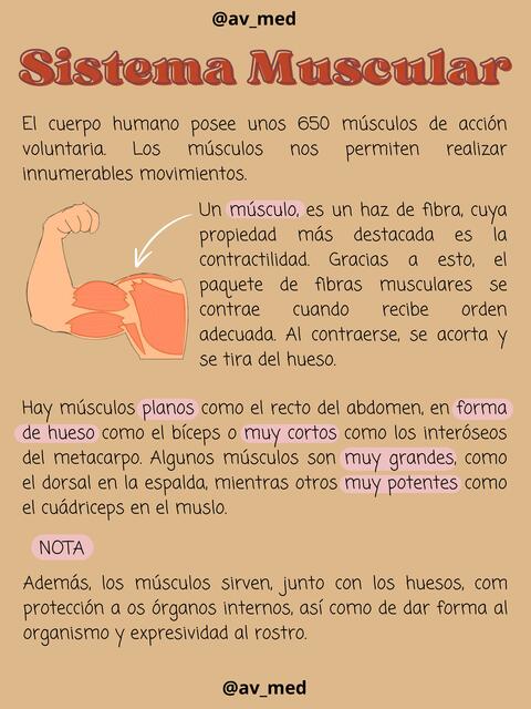 Sistema Muscular 