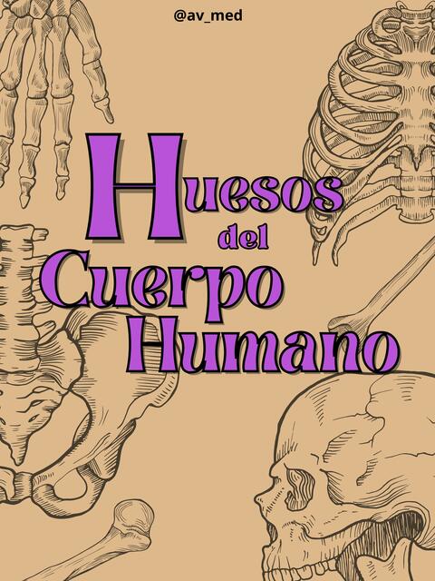 Apuntes Huesos del Cuerpo Humano