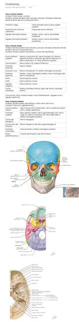 Foramenes del cráneo y su contenido