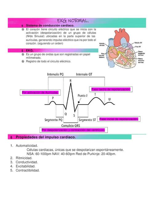 ECG Normal