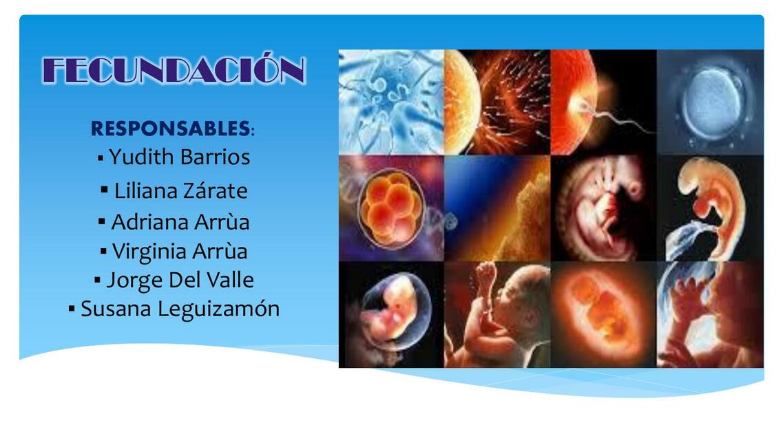 Fecundación Histo