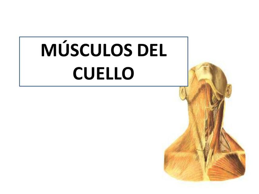 Músculos del cuello dorso y tórax 1