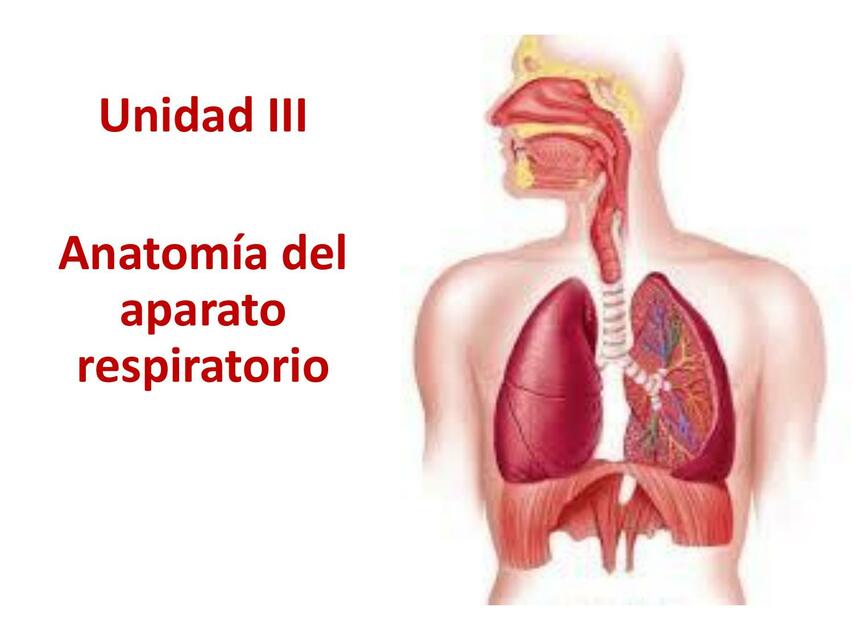 S Respiratorio Porción conductora