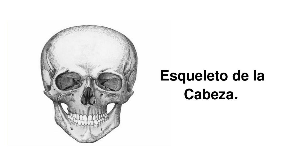 Esqueleto de la cabeza