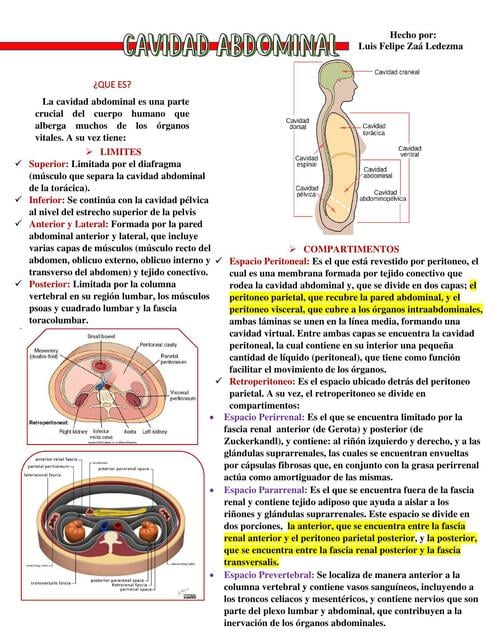 Flashcards de Generalidades de la Cavidad Abdominal | Por Felipe | uDocz