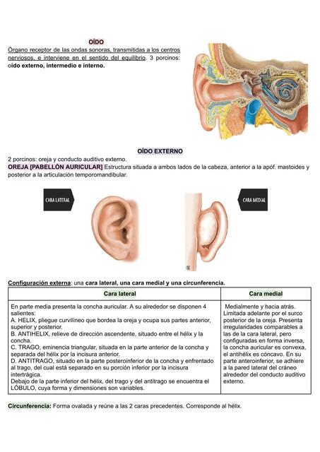 SENTIDO DEL OÍDO Oído Externo medio e interno