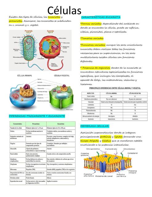 biologia Celular