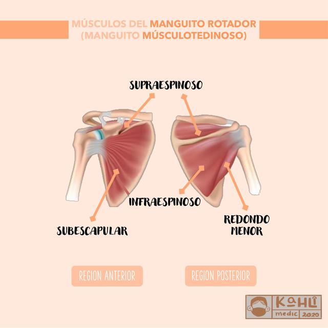 MUSCULOS DEL MANGUITO ROTADOR