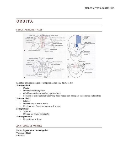 ANATOMIA PARPADOS ORBITA NERVIOS MUSCULOS