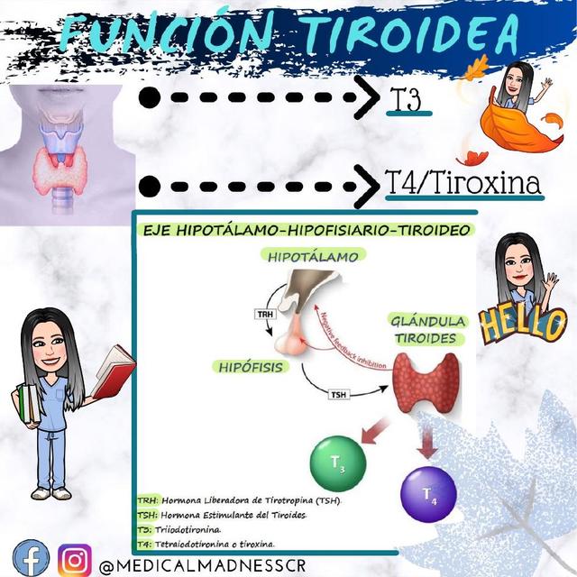 Función tiroidea 