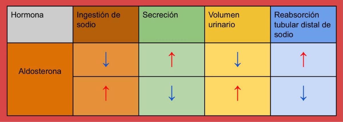 Angiotensina en sistema RAA