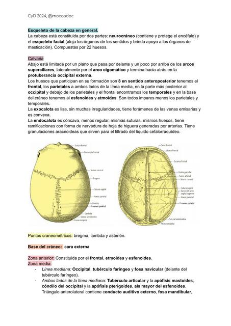 Huesos de la cabeza: cráneo y cara