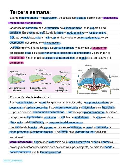 Desarrollo embrión 3 semana