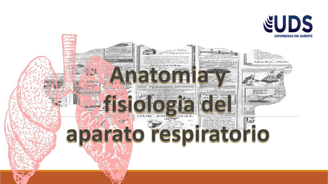 ANATOMIA RESPIRATORIA