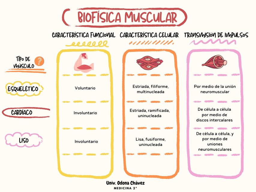 Apuntes de Biofísica Muscular OC