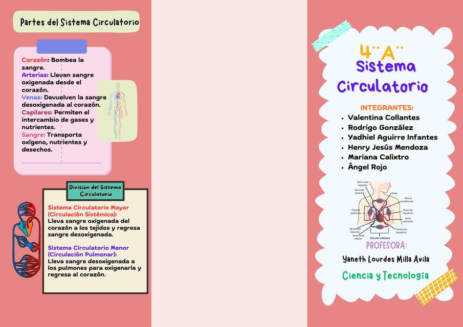 triptico Sistema Circulatorio