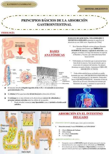 Principios Básicos de la Absorción Gastrointestinal Sistema Digestivo