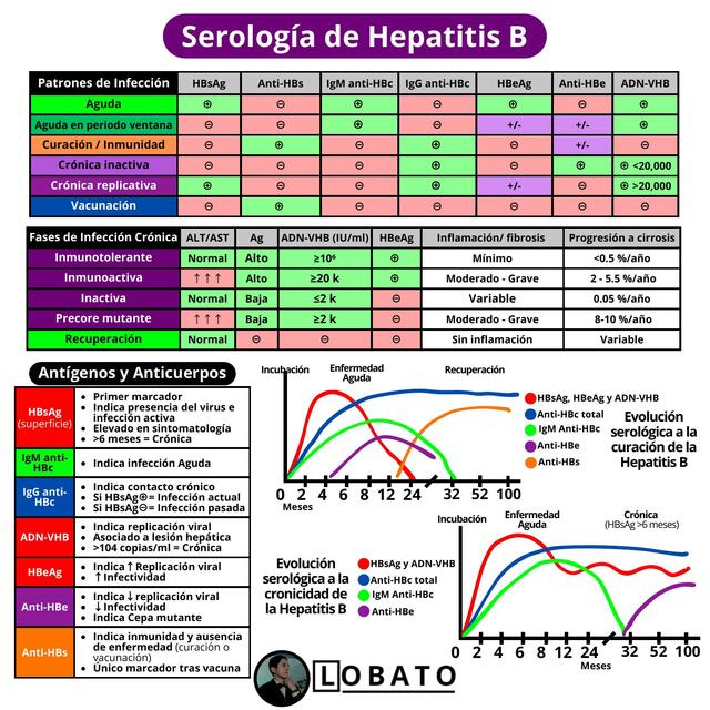 Serología Hepatitis B 🩺| HBsAg, IgM, IgG