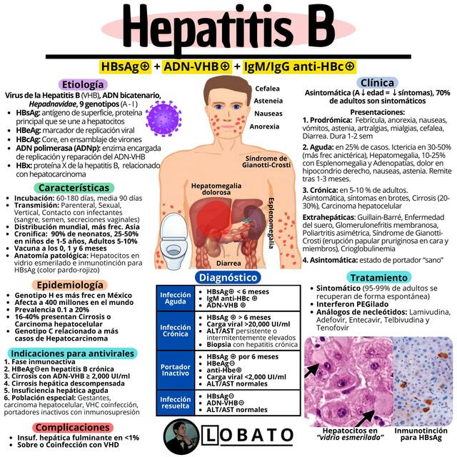 Hepatitis B 🩺| Clínica, Diagnóstico, Tratamiento, Serología