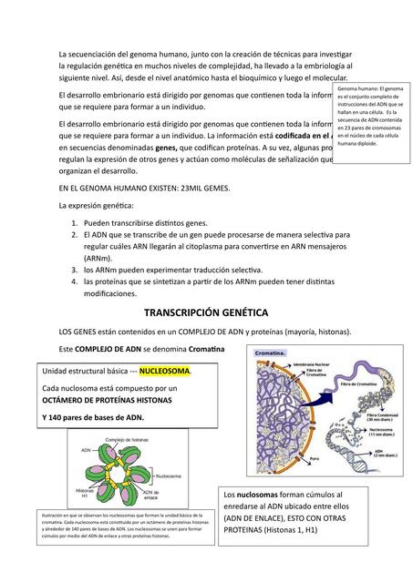 conceptos basicos de EMBRIOLOGIA CAP 1 LANGMAN