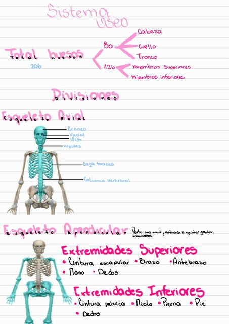 Anatomía huesos