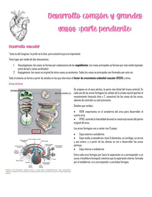 Clase 2 desarrollo corazón y grandes vasos parte 2