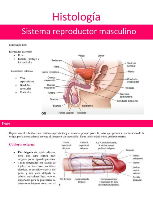 clase 58 Histología reproductor masculino