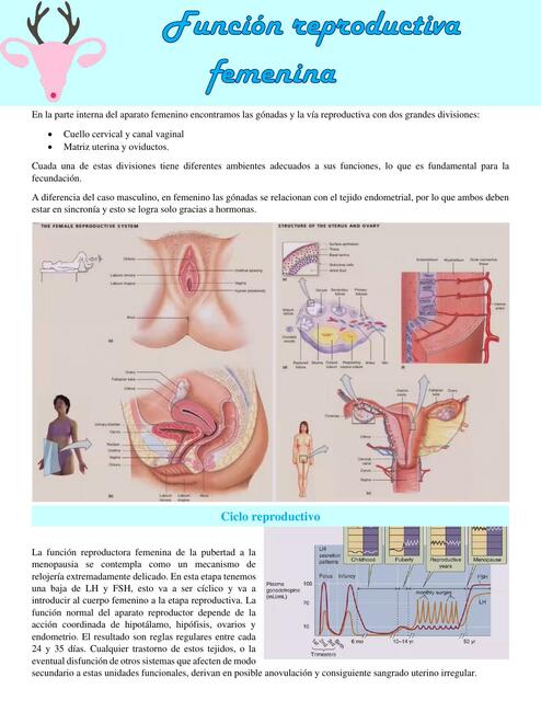 clase 62 reproductiva femenina