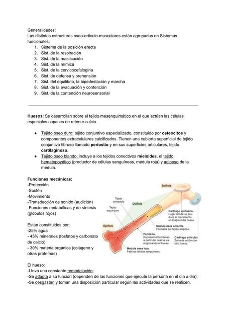 Anatomía funcional