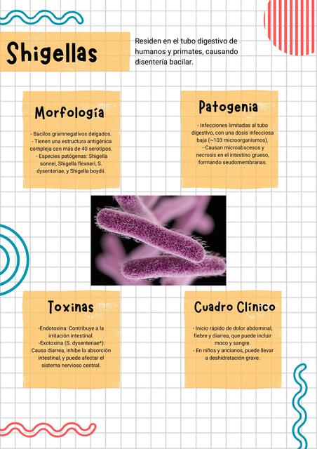 Bacteria Educational Poster in a Bold Colorful Sty