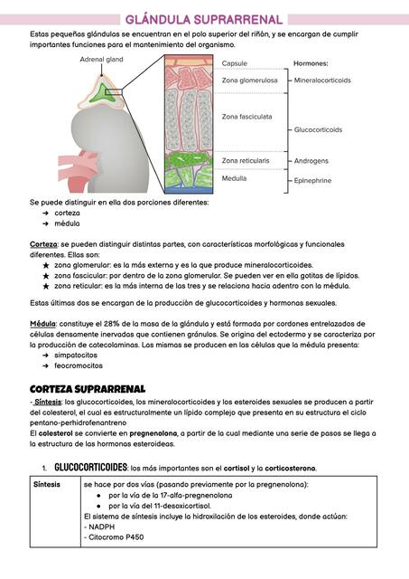 glándula suprarrenal resumen