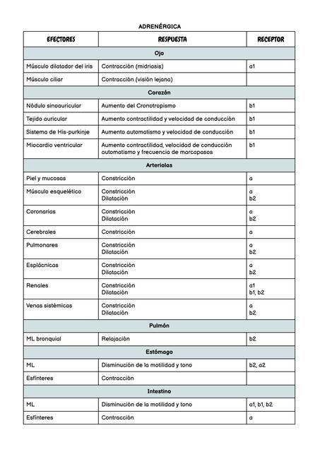 cuadro sistema nervioso autónomo