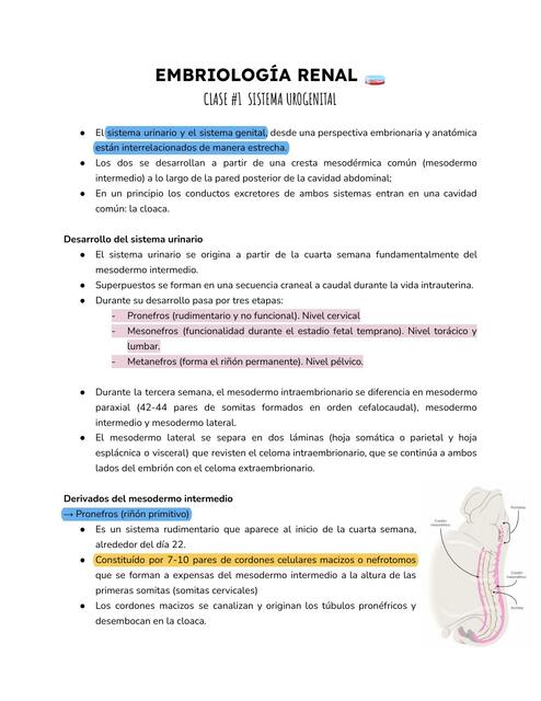 EMBRIOLOGÍA RENAL