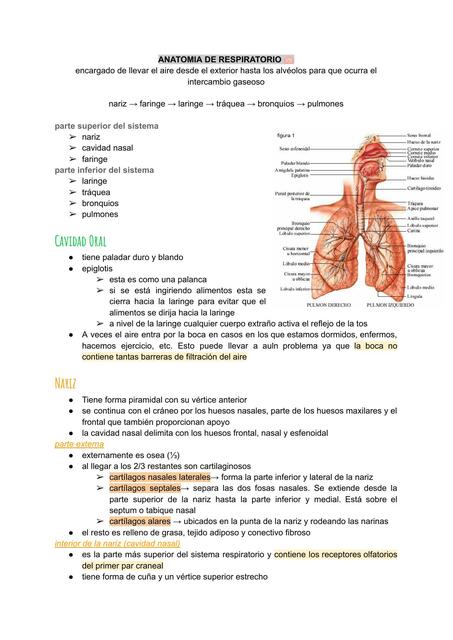 ANATOMIA DE RESPIRATORIO