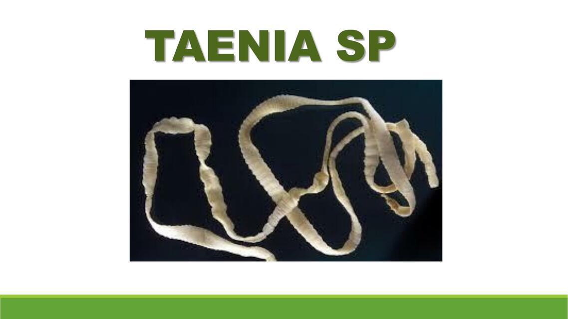 TAENIA SP