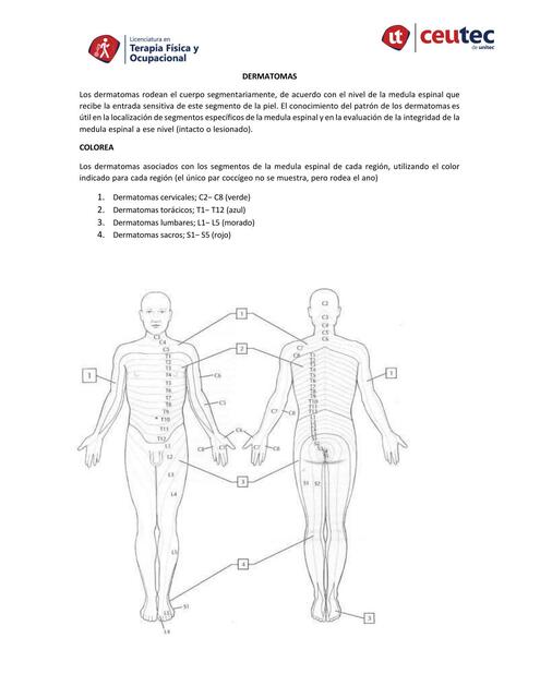 Actividad Dermatoma