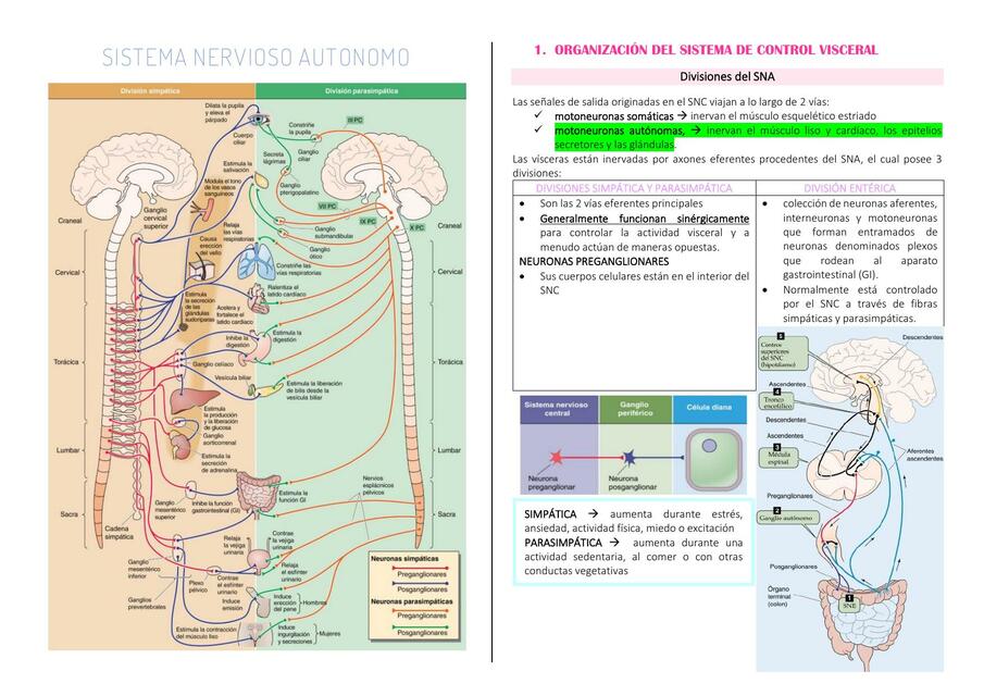 CAPÍTULO 14_SISTEMA NERVIOSO AUTÓNOMO