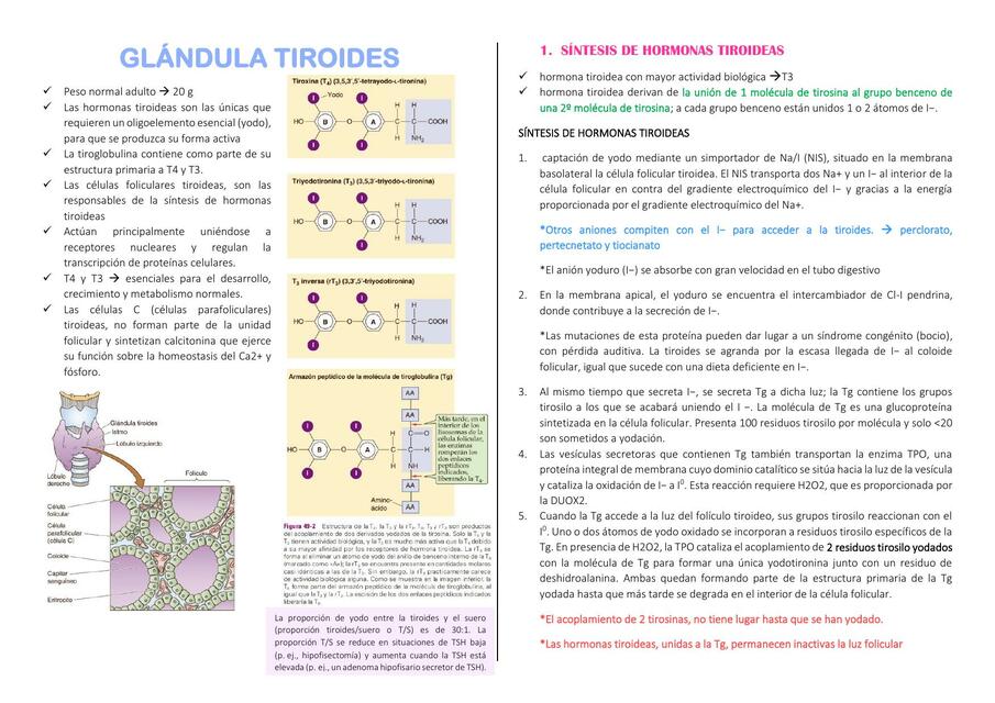 CAP 49_GLÁNDULA TIROIDES