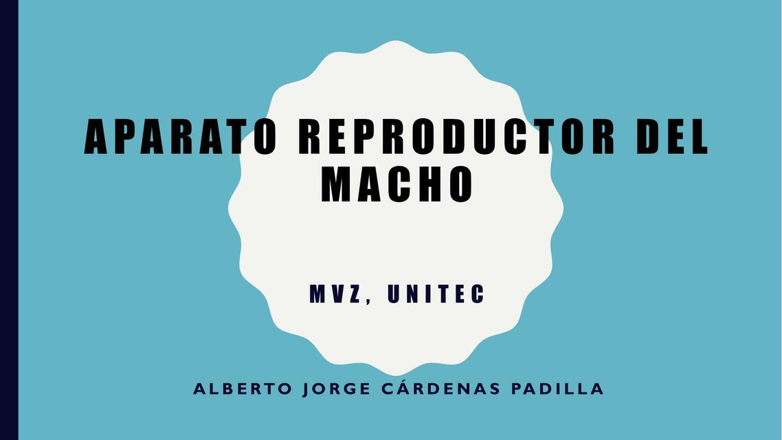 Aparato reproductor del macho