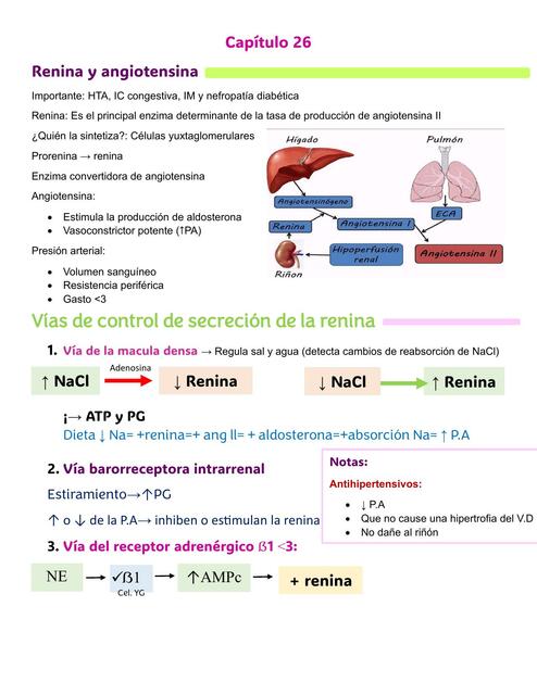 Capitulo 26 - Renina y angiotensina - Farmacología