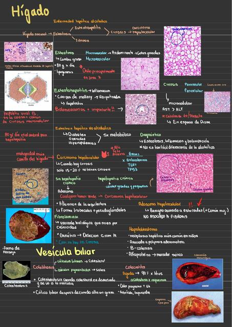 Histopatología hígado y besicula (Resumen basado en el Robbins)