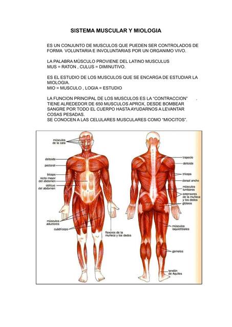 SISTEMA MUSCULAR Y MIOLOGIA