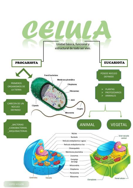 CELULA