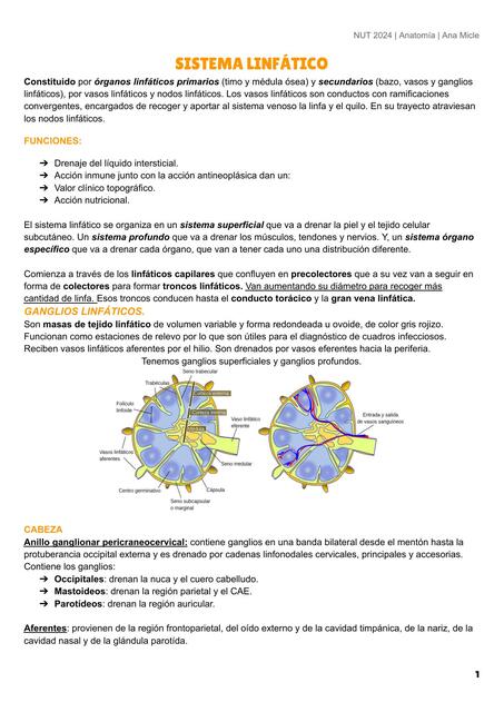 Anatomía del Sistema Linfático UABP 2