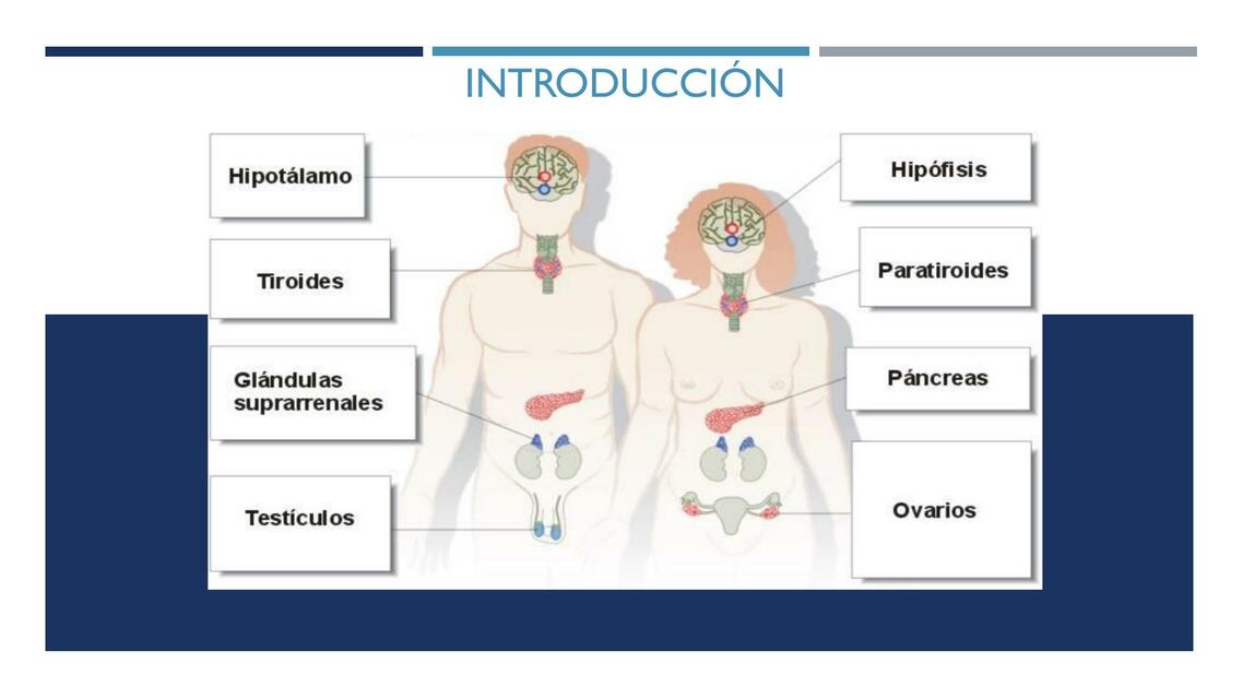 SISTEMA ENDOCRINO