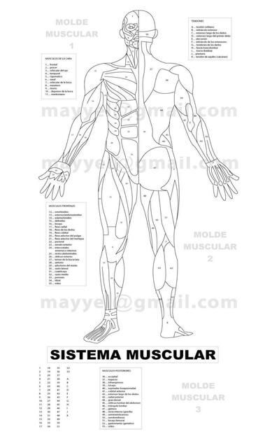 Tobloide musculos