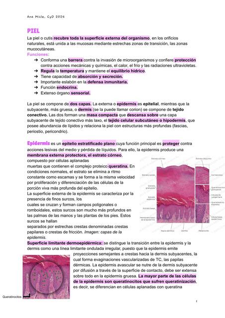 Histología de Piel